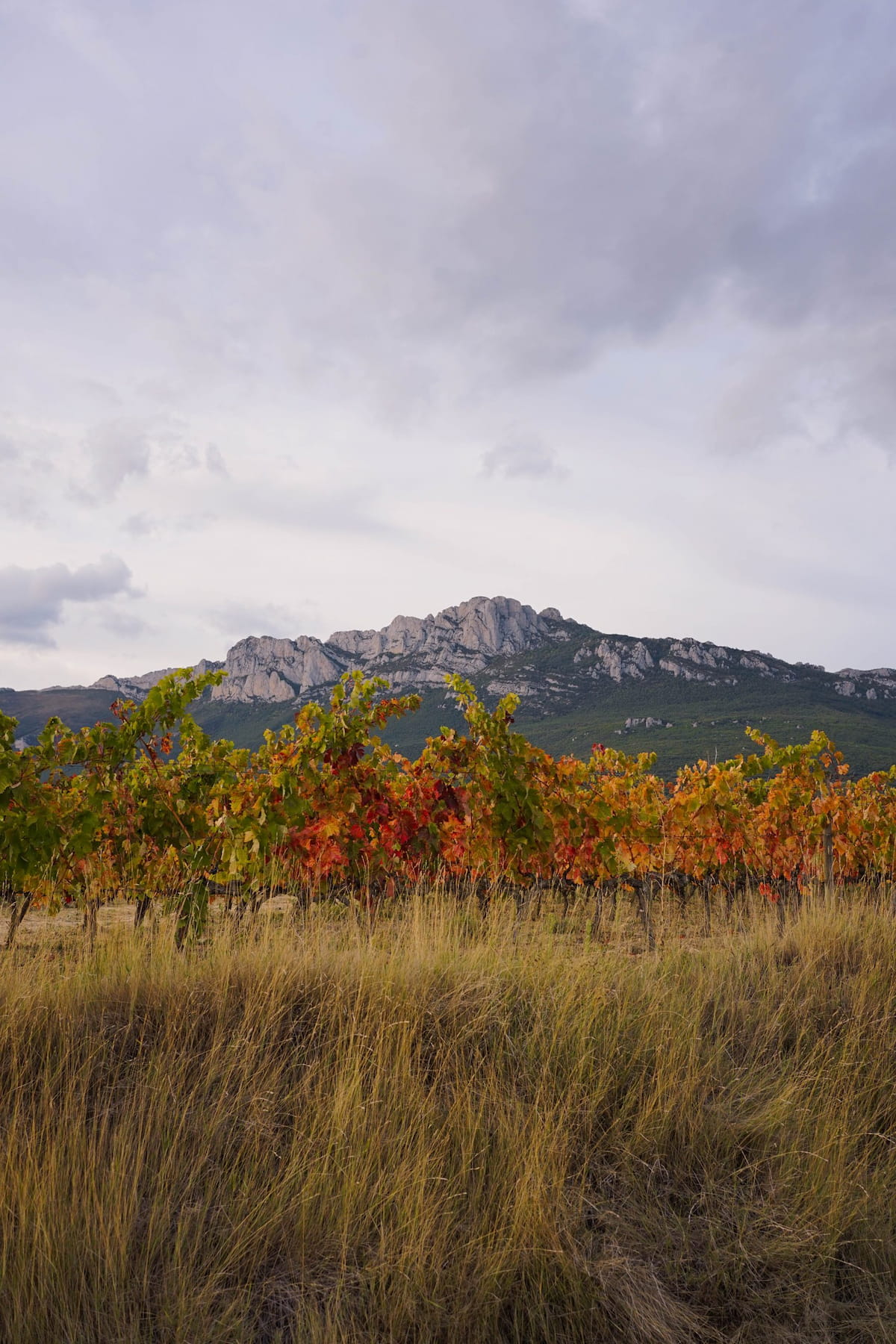 ENTORNO RIOJA ALAVESA V2 7