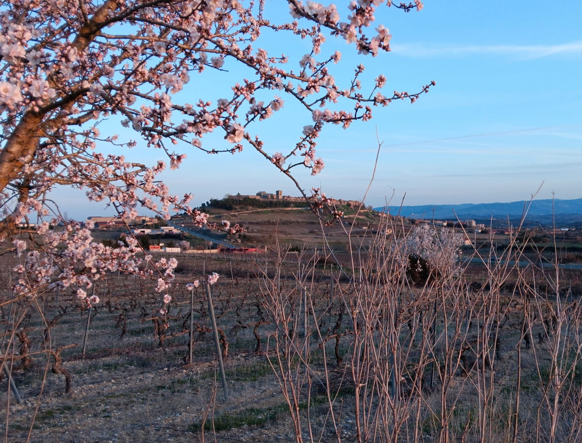 ENTORNO RIOJA ALAVESA V2 9